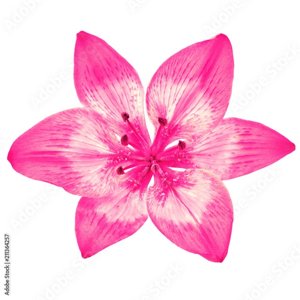 Fototapeta Flower pink  white  lily isolated on white background. Close-up. Element of design.