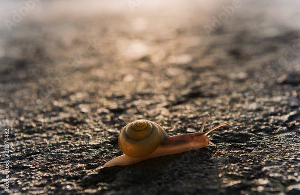 Obraz Schnecke kriecht nach dem Regen über eine Straße