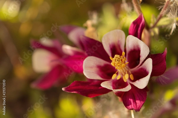 Obraz rosafarbene Gemeine Akelei