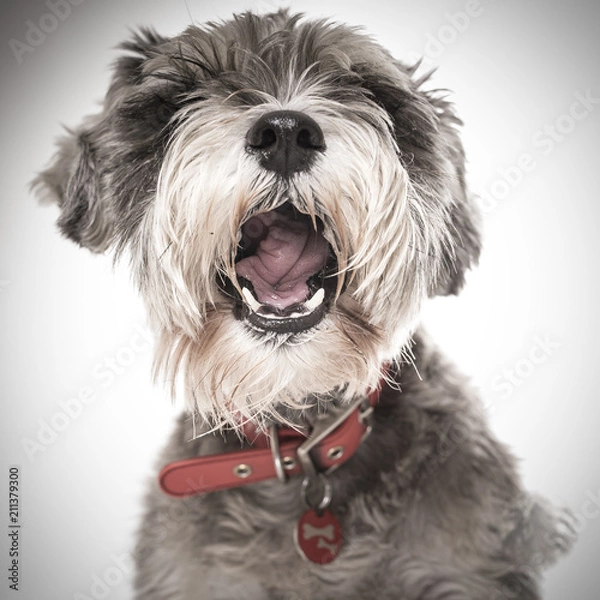 Fototapeta Australia