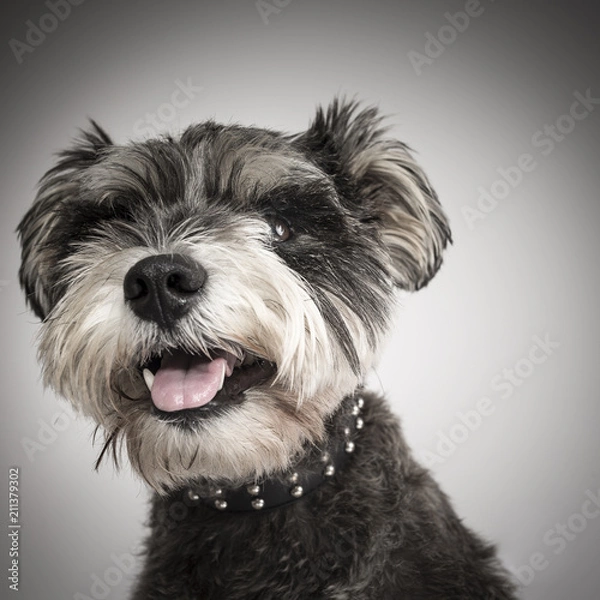 Fototapeta Australia