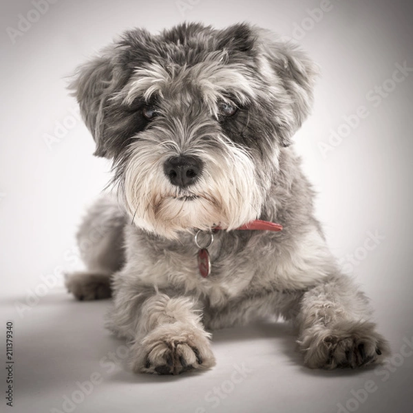 Fototapeta Australia