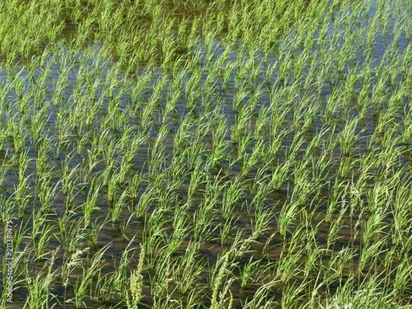 Obraz ６月の水田