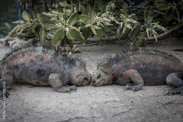 Fototapeta Corin Dimopoulos