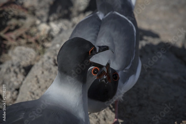 Fototapeta Corin Dimopoulos