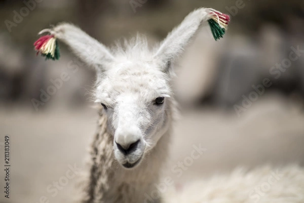 Fototapeta Corin Dimopoulos