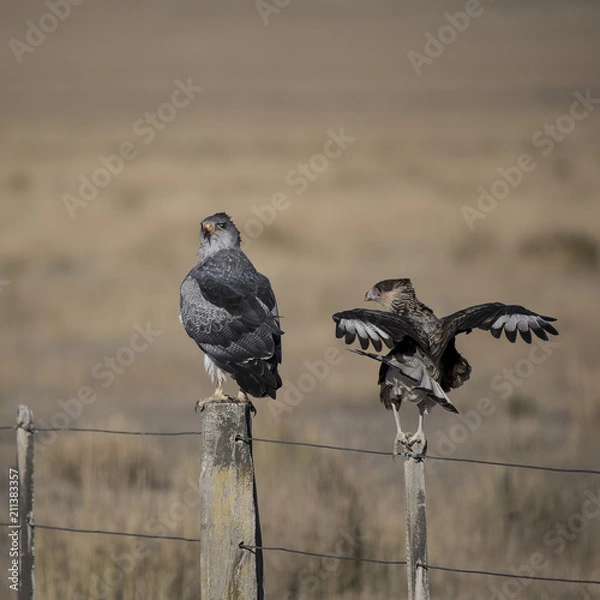 Fototapeta Corin Dimopoulos