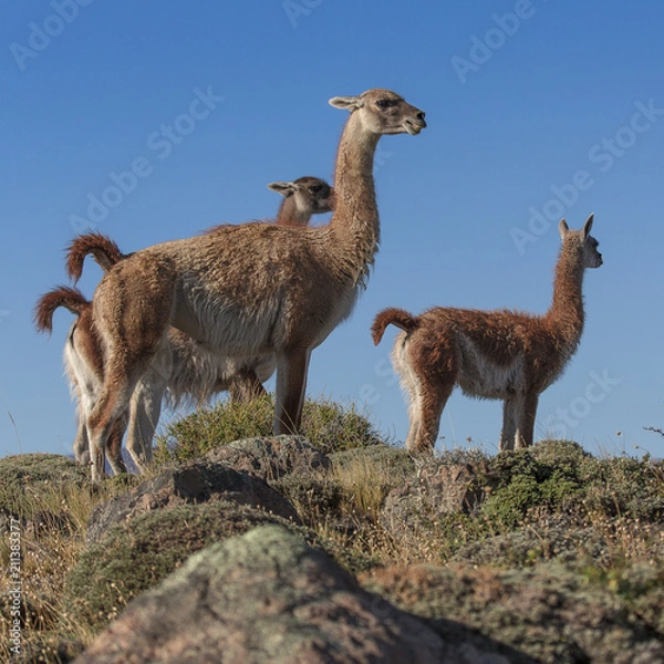 Fototapeta Corin Dimopoulos