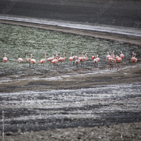 Fototapeta Corin Dimopoulos