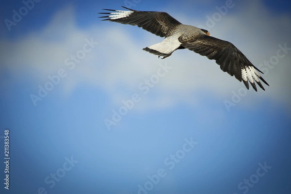 Fototapeta Corin Dimopoulos