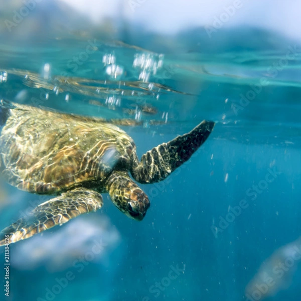 Fototapeta Corin Dimopoulos