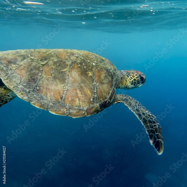 Fototapeta Corin Dimopoulos