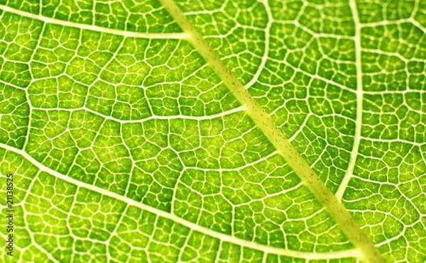 Fototapeta Green leaf close-up.
