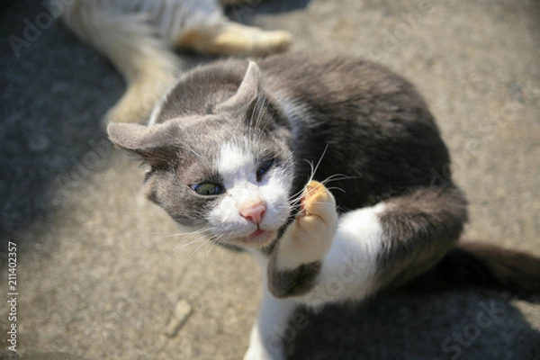 Fototapeta 猫島の野良猫たちの生活