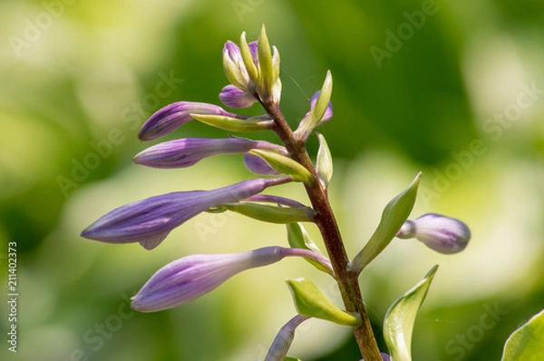 Obraz Ready to Bloom Bokeh