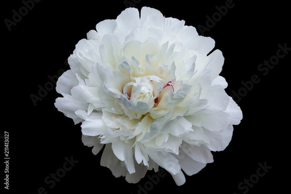 Obraz The peony flower during active blossoming with white petals isolated on a black background.
