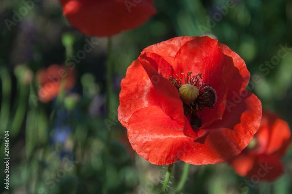 Obraz red poppy flower