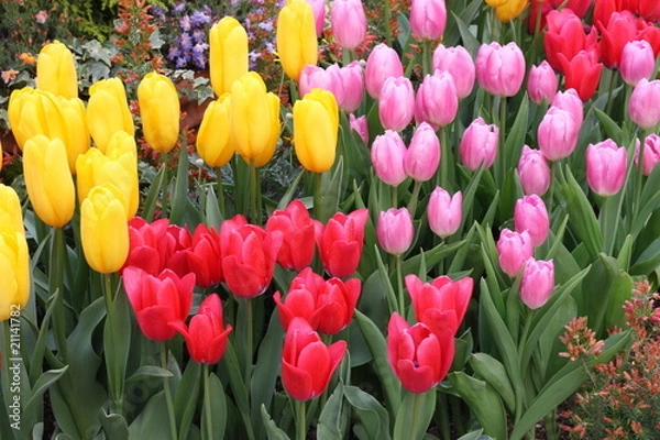 Fototapeta カラフル　チューリップ