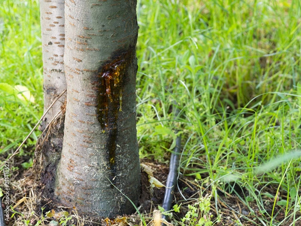 Obraz cherry tree disease