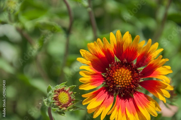 Obraz bright summer flower on a green background