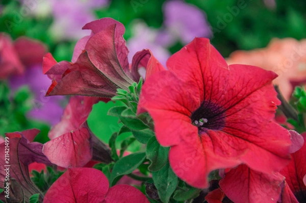 Obraz red petunia flowers