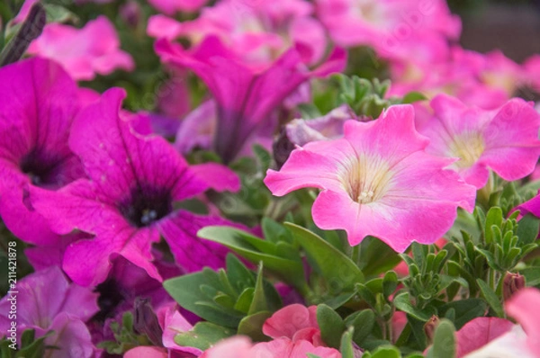 Obraz pink petunia flowers