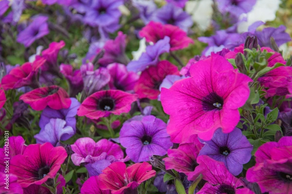 Obraz colorful pink and purple garden flowers petunia