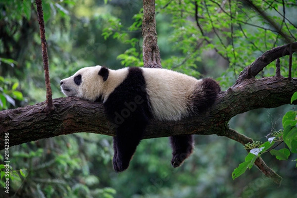 Fototapeta Lazy Panda Bear śpi na gałęzi drzewa, China Wildlife. Rezerwat przyrody Bifengxia, prowincja Syczuan.