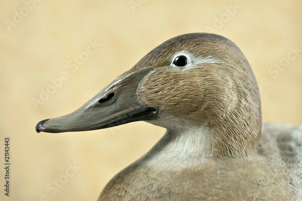 Fototapeta Beautiful Handcarved and painted Canvasback duck