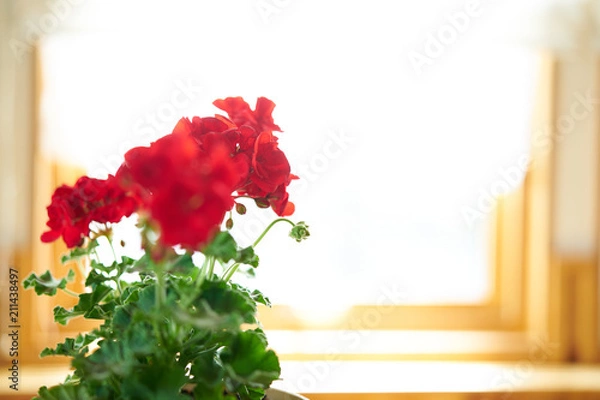 Obraz ゼラニウム