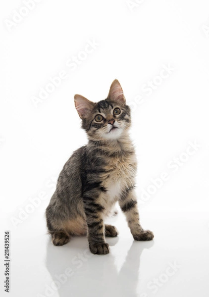 Obraz Tabby Kitten On White Background