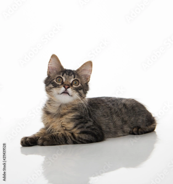 Fototapeta Tabby Kitten On White Background