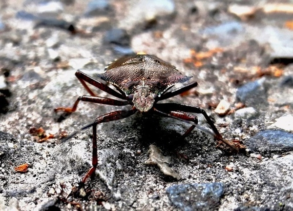 Fototapeta True bug macro