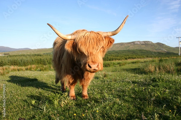Fototapeta highland cow