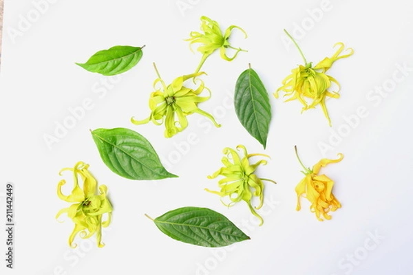Fototapeta Ylang ylang flowers with fresh leaves on white background