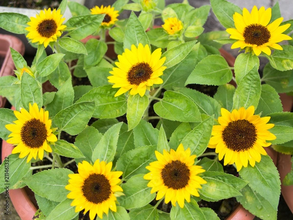 Fototapeta ミニヒマワリ