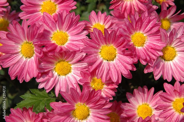 Obraz pink chrysanthemums