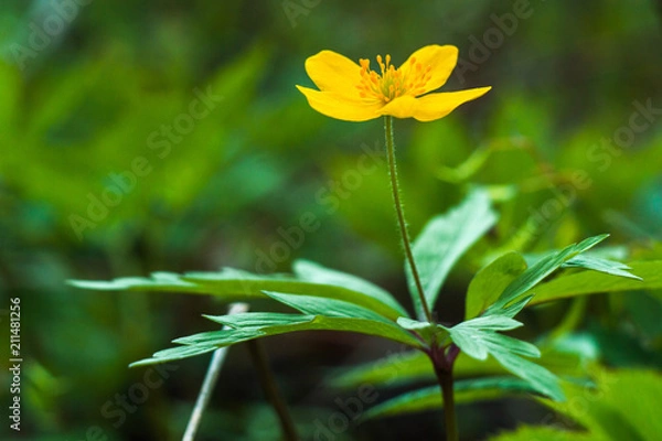 Obraz Anemone ranunculoides