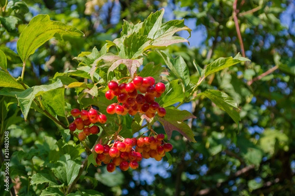 Obraz The viburnum tree