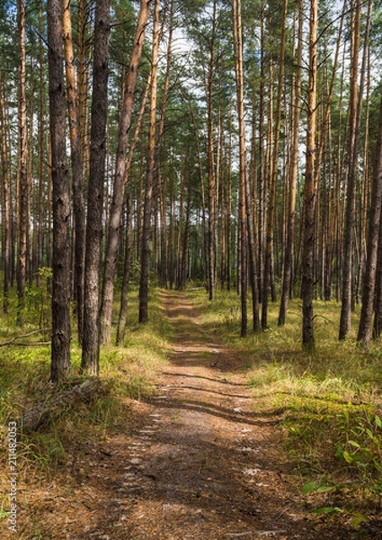Obraz Road in the forest