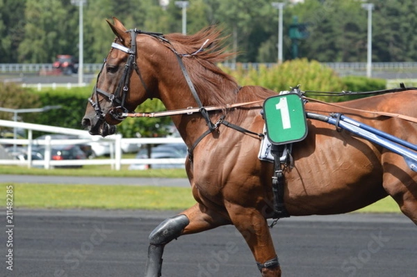 Obraz cheval de courses