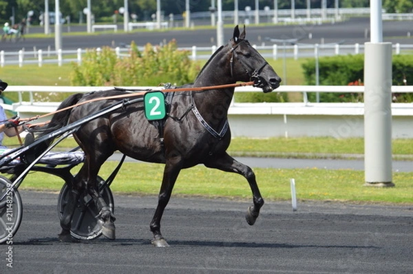 Obraz cheval de courses