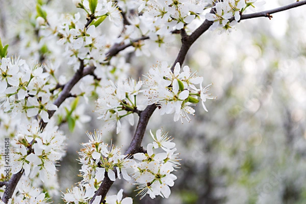 Obraz Blooming mayday tree