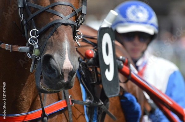Fototapeta cheval de courses