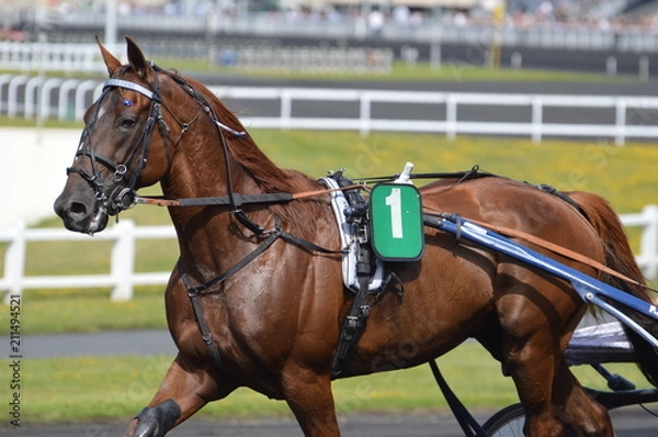 Obraz cheval de courses