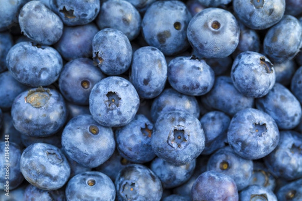 Obraz Freshly picked blueberries