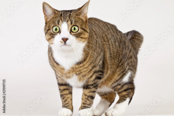 Fototapeta Shoked cat