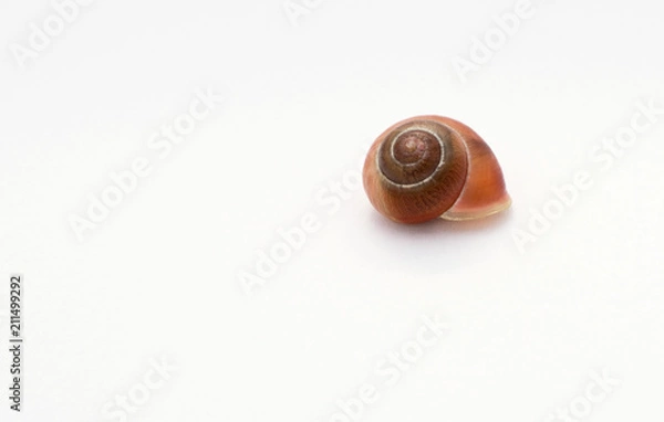 Fototapeta Brown shell with small veins isolated on white background. Decoration. It belonged to small snail. 