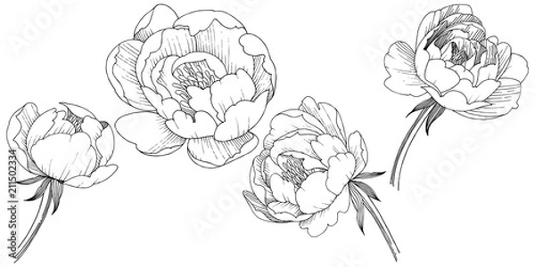 Fototapeta Peony flower in a vector style isolated. Full name of the plant: peony. Vector flower for background, texture, wrapper pattern, frame or border.