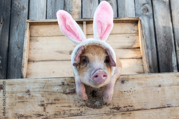 Fototapeta A funny red pig with crochet Easter eggs on it sits in a chest. Copy space. 2019 The Yellow Pig
